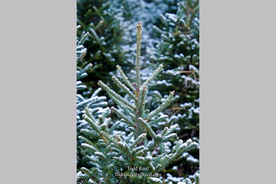 Todd Reed's Day 309 of 365 