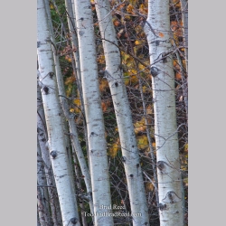 Brad Reed\'s Day 311 of 365 