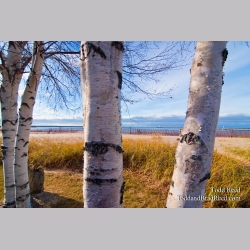 Todd Reed\'s Day 324 of 365 