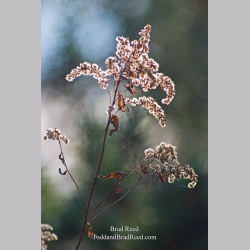 Brad Reed\'s Day 324 of 365 