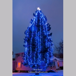 Brad Reed\'s Day 335 of 365 