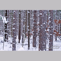 Todd Reed\'s Day 339 of 365 