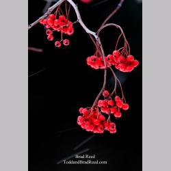 Brad Reed\'s Day 342 of 365 