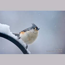 Todd Reed\'s Day 346 of 365 