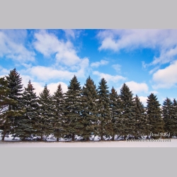 Brad Reed\'s Day 349 of 365 