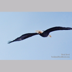 Brad Reed\'s Day 351 of 365 