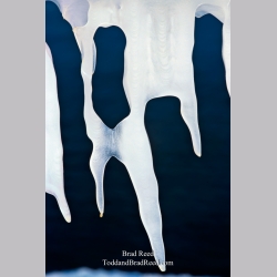Brad Reed\'s Day 354 of 365 