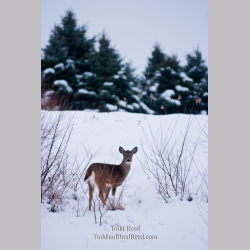 Todd Reed\'s Day 355 of 365 