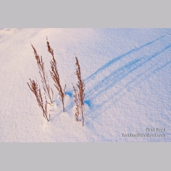 Brad Reed\'s Day 356 of 365 