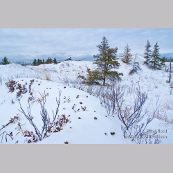 Brad Reed\'s Day 359 of 365 