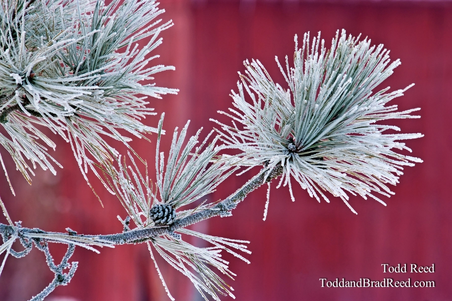 Todd Reed's Day 363 of 365 
