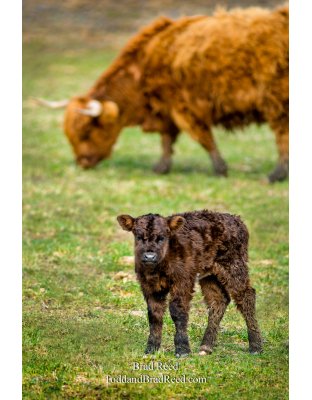 Moo