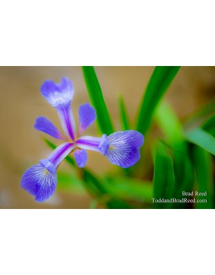 Mary's Iris