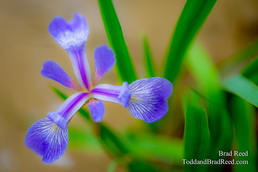 Mary's Iris