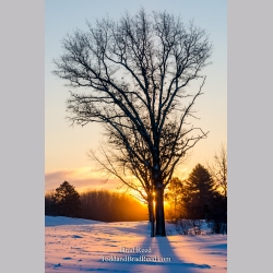 The Laughing Tree