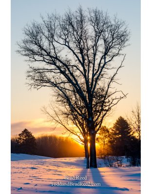 The Laughing Tree