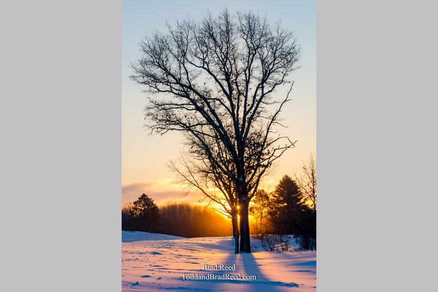 The Laughing Tree