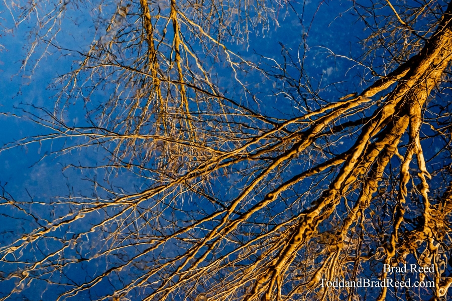 Golden Reflections