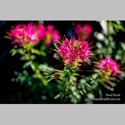 Selective Focus