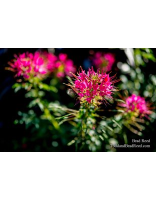 Selective Focus
