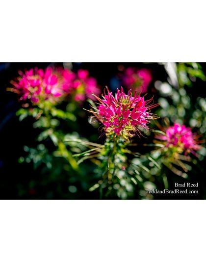 Selective Focus