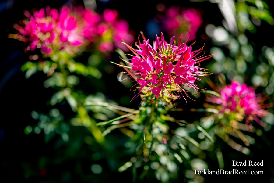 Selective Focus