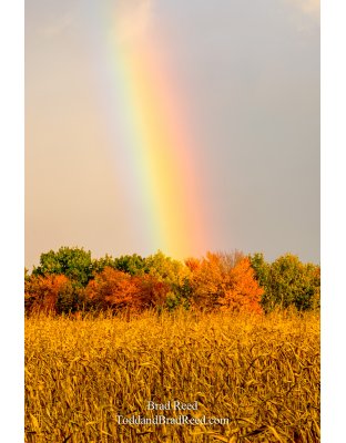 Julia's Gold