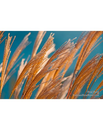 Spider Grass