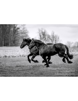 Friesians