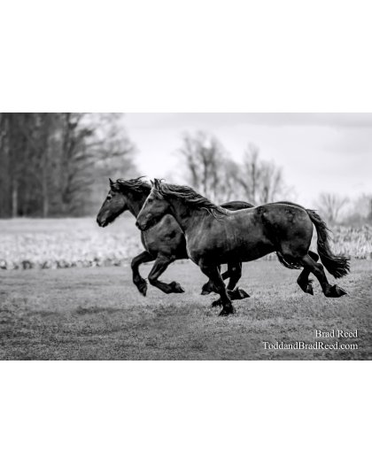 Friesians
