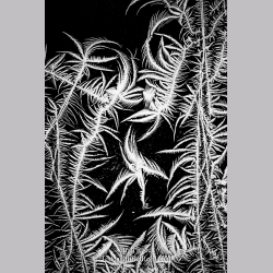 Frozen Jungle