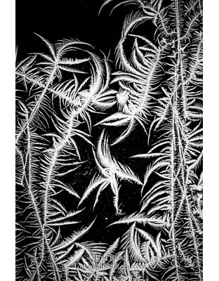 Frozen Jungle