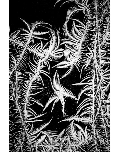 Frozen Jungle