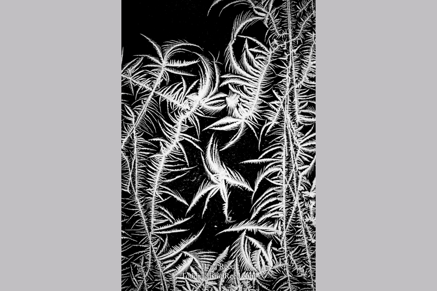 Frozen Jungle