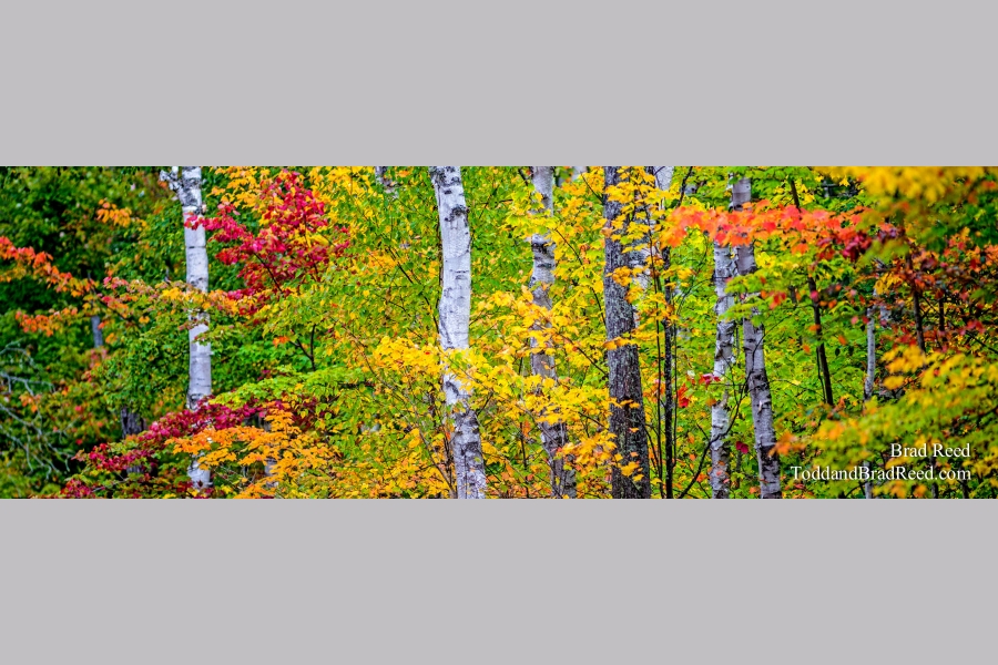 Sue's Favorite - Panoramic