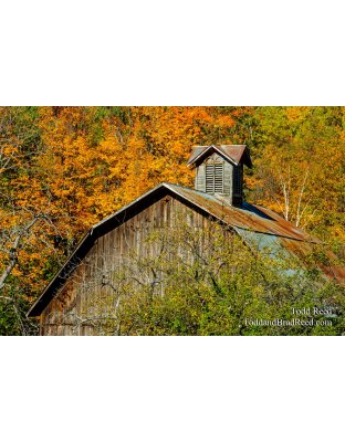 Autumn Star