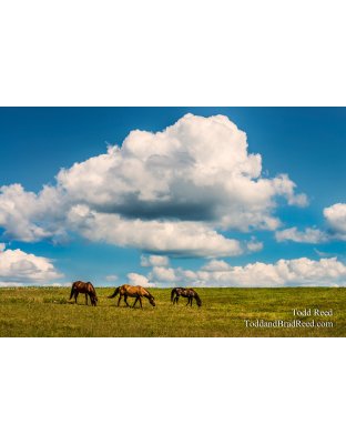 Home on the Range