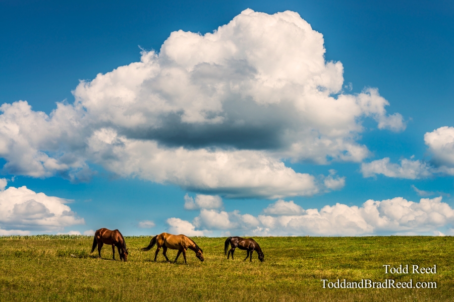 Home on the Range