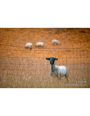 Pasture Pal