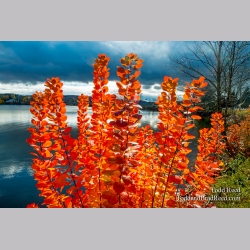 Blazing Orange