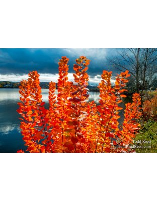 Blazing Orange