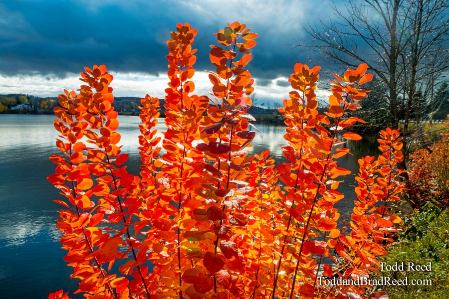 Blazing Orange