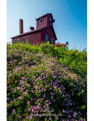 Betsie in Bloom