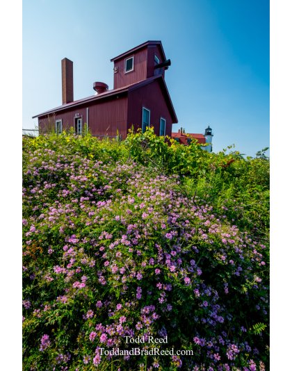 Betsie in Bloom