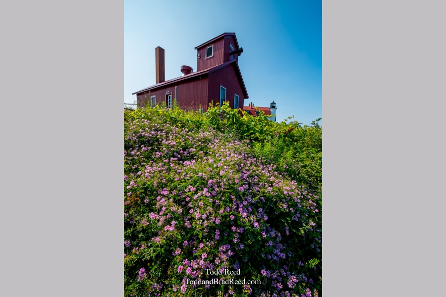 Betsie in Bloom