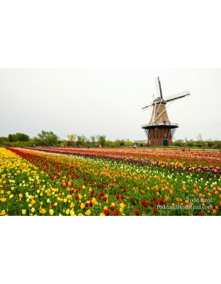 Sea of Tulips