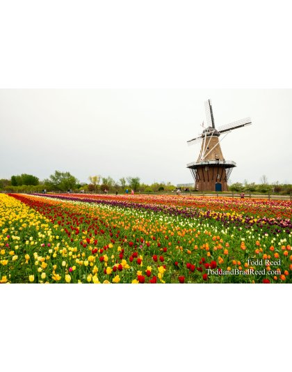 Sea of Tulips