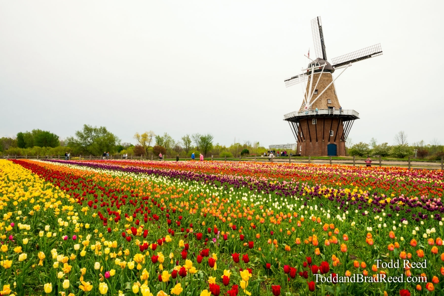 Sea of Tulips