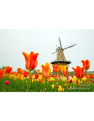 Holland Heritage