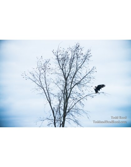 Perfect Perch